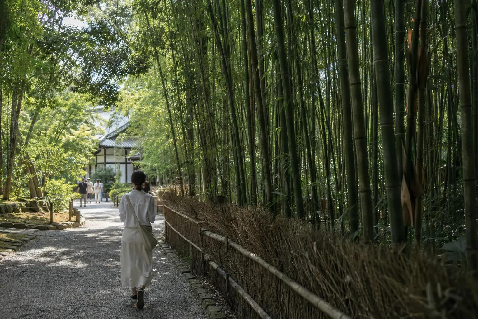 Traveler walking beside the bamboo grove in Arashiyama early in the morning
