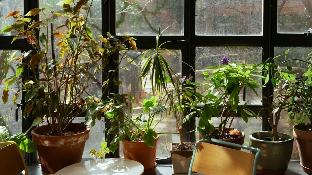 Sunlit potted plants surrounding a small cafe table and chairs beside a window in London