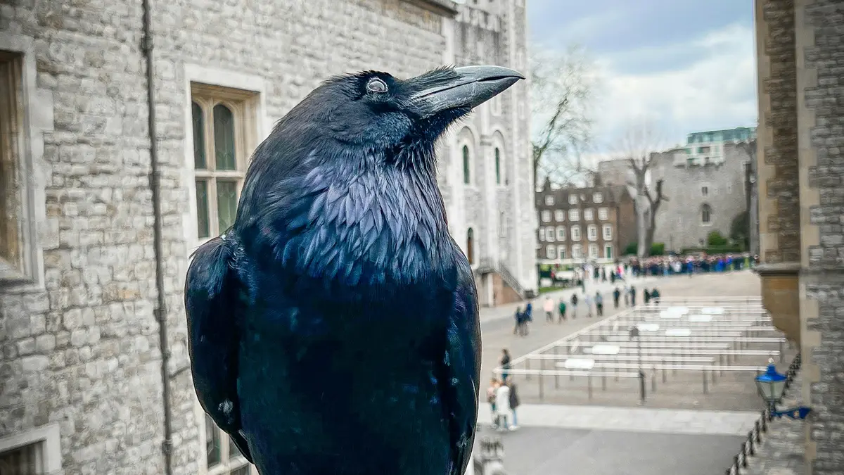 Black raven perched on a railing at the Tower of London